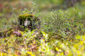 Stump in dense forest often covered with moss and green grass, surrounded by blueberries - a small black berry and a single brown mushroom. Vyborg forest, Leningrad region, Russia.