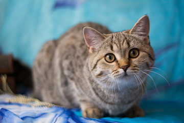 kitten cat scottish straight, lop-eared fluffy, animal