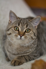 kitten cat scottish straight, lop-eared fluffy, animal