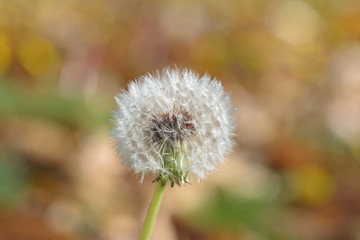 Dandelion seed head in autumn
