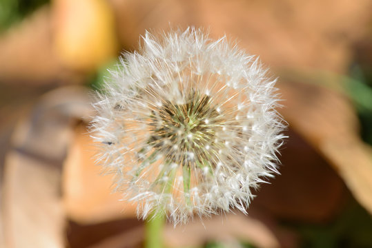 Dandelion seed head with inner part in focus
