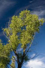 tree and blue sky