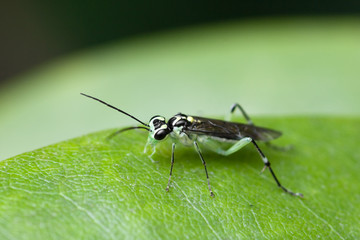 Fototapeta premium Grüne Fliege auf Blatt mit grossen Fühlern