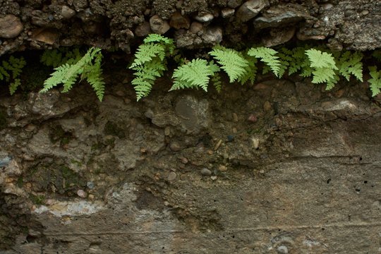 green fern on the wall © Glebovic
