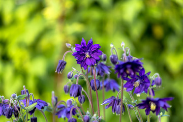 Blue doubled columbine flower