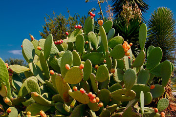 View of opuntia (prickly pear) cactus with tuna fruits on the blue sky background