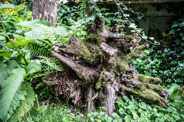 korzenie zwalonego drzewa © nepos_foto