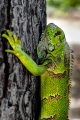 Green iguana on a tree