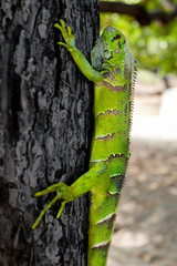 Green iguana on a tree