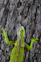 Green iguana on a tree