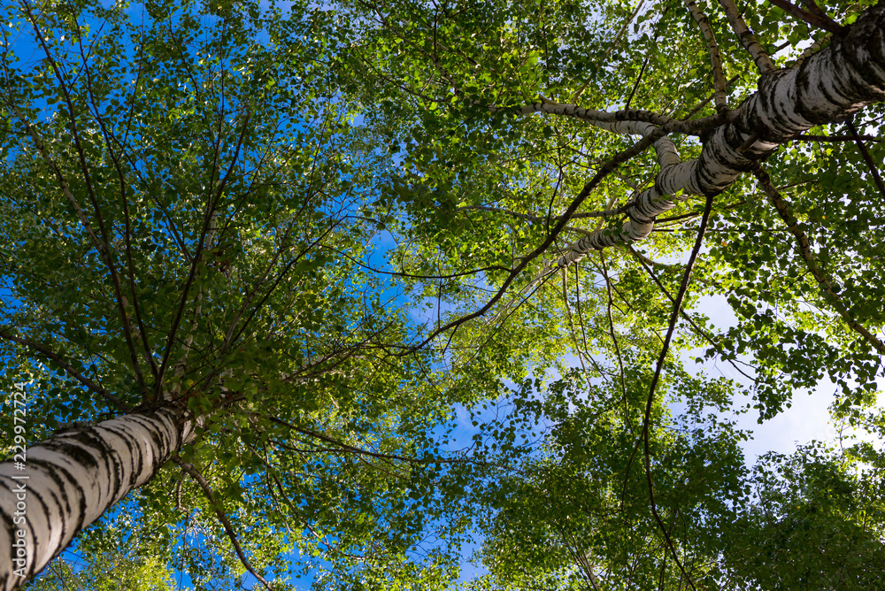 Wall mural green kroner of two birches with gray trunks