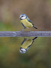 Obraz premium Blue tit, Cyanistes caeruleus