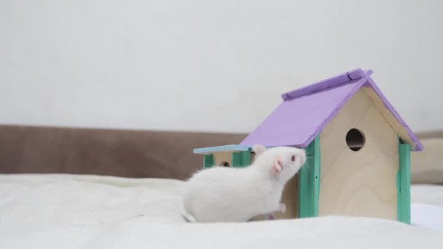 white rat comes out of the burrow of a house and sniffs food in search of food . cute mouse albino rat pet goes to the house. white rat concept lifestyle cute.