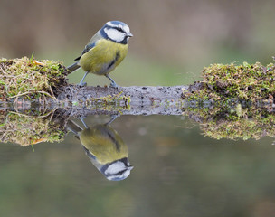 Blue tit, Cyanistes caeruleus