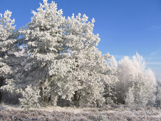 Frosty trees