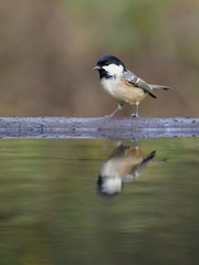 Coal tit, Periparus ater