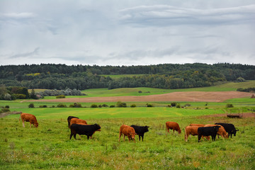 Herd of black and brown cows is grazed on a green meadow. Rural landscape.