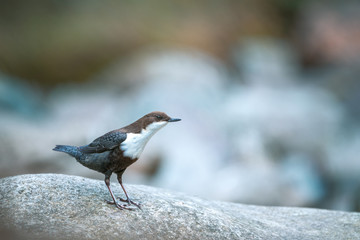 oiseau de riviére (cincle plongeur)