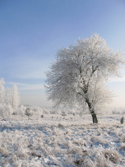 Frosty trees