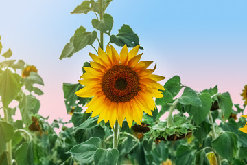sunflower close-up against the blue sky