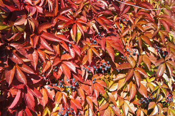 Parthenocissus quinquefolia or virginia creeper or five-leaved ivy red foliage background