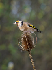 Goldfinch, Carduelis carduelis