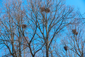 Bird nests in early spring trees
