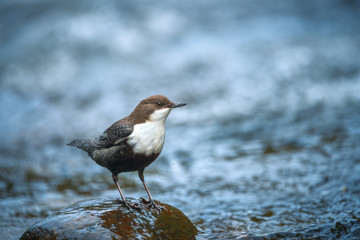 oiseau de rivière (cincle plongeur)