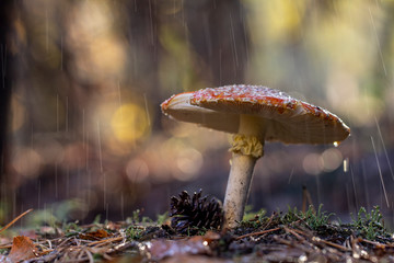 Amanita muscaria fly agaric red mushrooms with white spots in grass