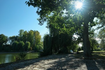 Fototapeta premium The rays of the sun sparkle through the leaves of the tree in the park