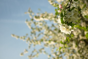 Beautiful blooming of white apple trees in the garden