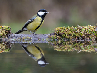Great tit, Parus major