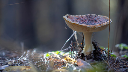 Amanita muscaria fly agaric red mushrooms with white spots in grass