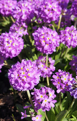 Purple balls of primula denticulata or drumstick primrose many purple  with green
