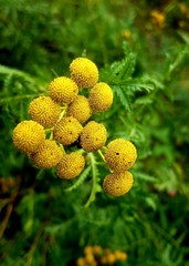 Tansy