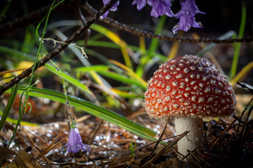 Amanita muscaria fly agaric red mushrooms with white spots in grass