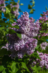 Beautiful bunch of lilac closeup