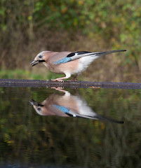 Jay, Garrulus glandarius