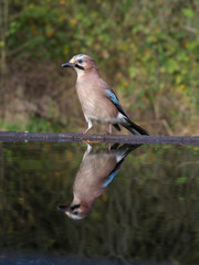 Jay, Garrulus glandarius