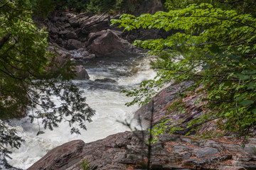 Obraz premium rapids in the forest