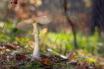 Amanita muscaria fly agaric red mushrooms with white spots in grass