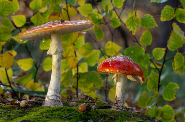 Amanita muscaria fly agaric red mushrooms with white spots in grass