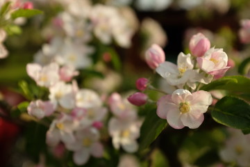 Fototapeta na wymiar Detail of white and pink apple blossoms in spring