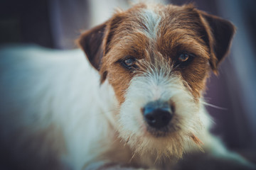 Portrait of purebred jack russell terrier, broken-coated