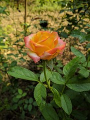 Beautiful Yellow and Orange color Rose 