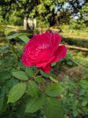 red rose in the garden