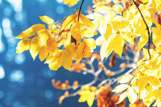 Sunny autumn background with yellow fall leaves against blue sky