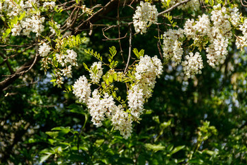 White acacia flower closeup (Robinia pseudoacacia). Acacia tree bloom