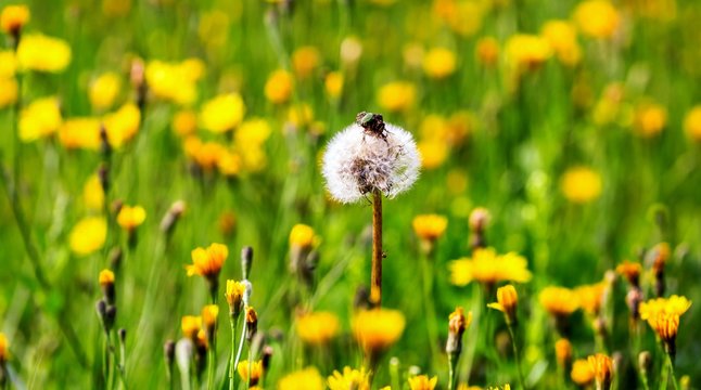 Vibrant view of yellow dandelon flowers on sunny meadow