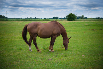 zwierzęta na wybiegu © nepos_foto